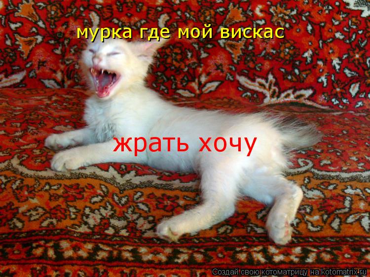 мурка где мой вискас жрать хочу... Котоматрица: мурка где мой вискас жрать хочу