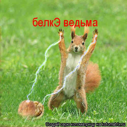 белкЭ ведьма... Котоматрица: белкЭ ведьма