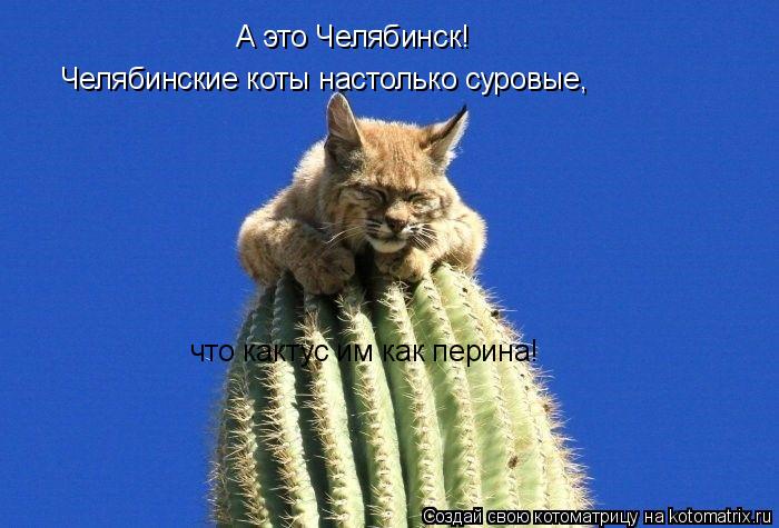 Котоматрица: А это Челябинск! Челябинские коты настолько суровые, что кактус им как перина!