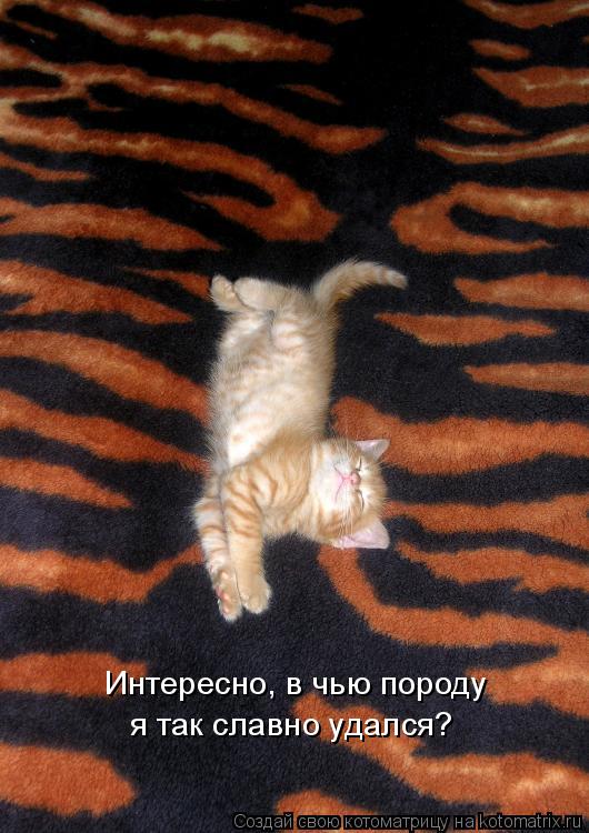 Котоматрица: Интересно, в чью породу я так славно удался?