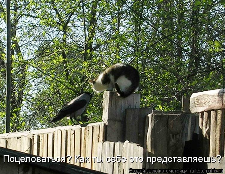 Котоматрица: Поцеловаться? Как ты себе это представляешь?