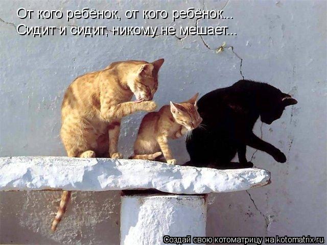 Котоматрица: От кого ребёнок, от кого ребёнок... Сидит и сидит, никому не мешает...