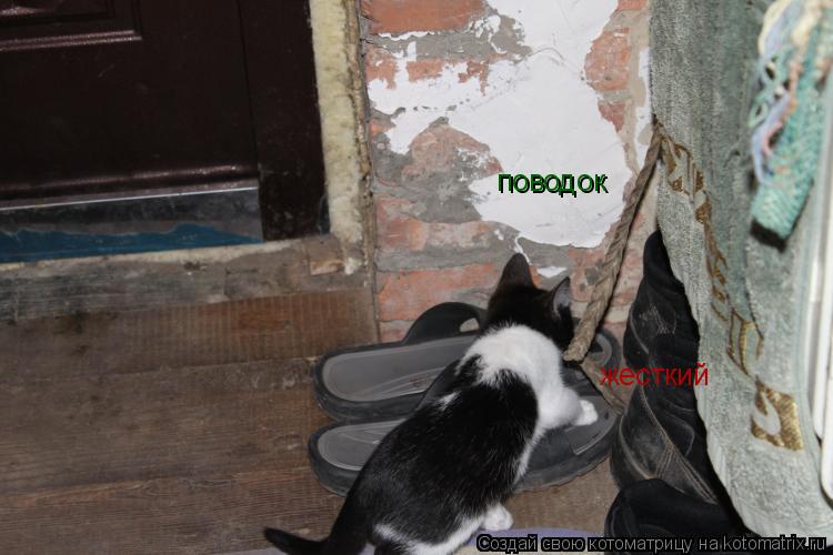 Котоматрица: поводок жесткий