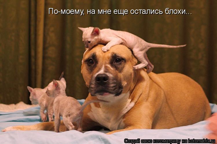 Котоматрица: По-моему, на мне еще остались блохи...