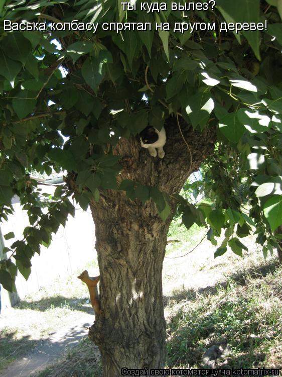 ты куда вылез? Васька колбасу спрятал на другом дереве!... Котоматрица: ты куда вылез? Васька колбасу спрятал на другом дереве!