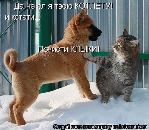 Да не ел я твою КОТЛЕТУ! и кстати... Почисти КЛЫКИ!... Котоматрица: Да не ел я твою КОТЛЕТУ! и кстати... Почисти КЛЫКИ!