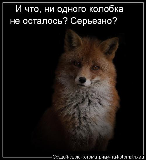 И что, ни одного колобка не осталось? Серьезно?... Котоматрица: И что, ни одного колобка не осталось? Серьезно?