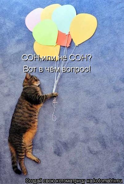СОН,или не СОН? Вот в чём вопрос!... Котоматрица: СОН,или не СОН? Вот в чём вопрос!