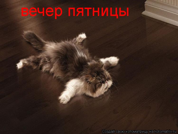 вечер пятницы... Котоматрица: вечер пятницы