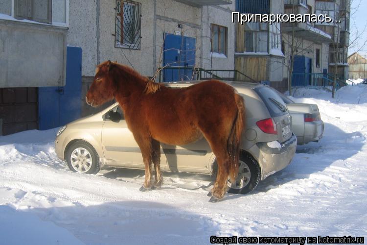 Припарковалась…..... Котоматрица: Припарковалась…..