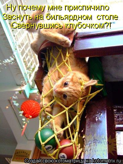Ну почему мне приспичило Заснуть на бильярдном столе Свернувшись клубочком?!... Котоматрица: Ну почему мне приспичило Заснуть на бильярдном столе Свернувшись клубочком?!