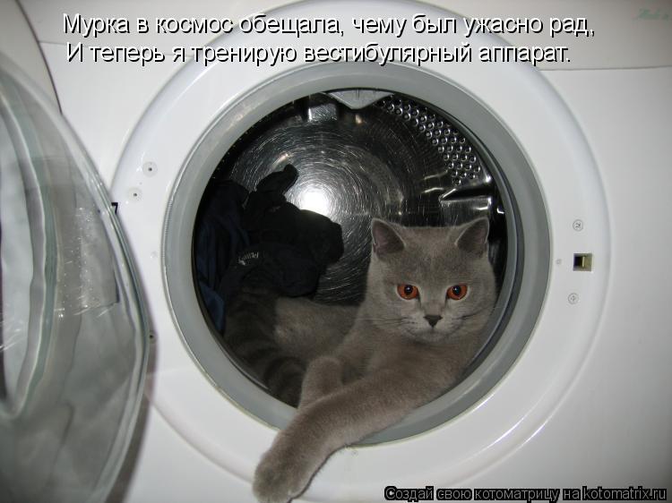 Мурка в космос обещала, чему был ужасно рад, И теперь я тренирую вестибулярный аппарат.... Котоматрица: Мурка в космос обещала, чему был ужасно рад, И теперь я тренирую вестибулярный аппарат.