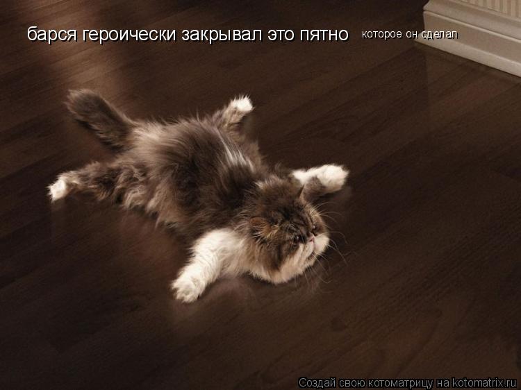 Котоматрица: барся героически закрывал это пятно которое он сделал