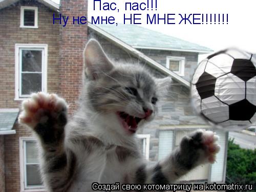 Котоматрица: Пас, пас!!! Ну не мне, НЕ МНЕ ЖЕ!!!!!!!