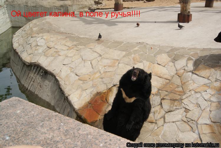 Ой цветет калина, в поле у ручья!!!!... Котоматрица: Ой цветет калина, в поле у ручья!!!!