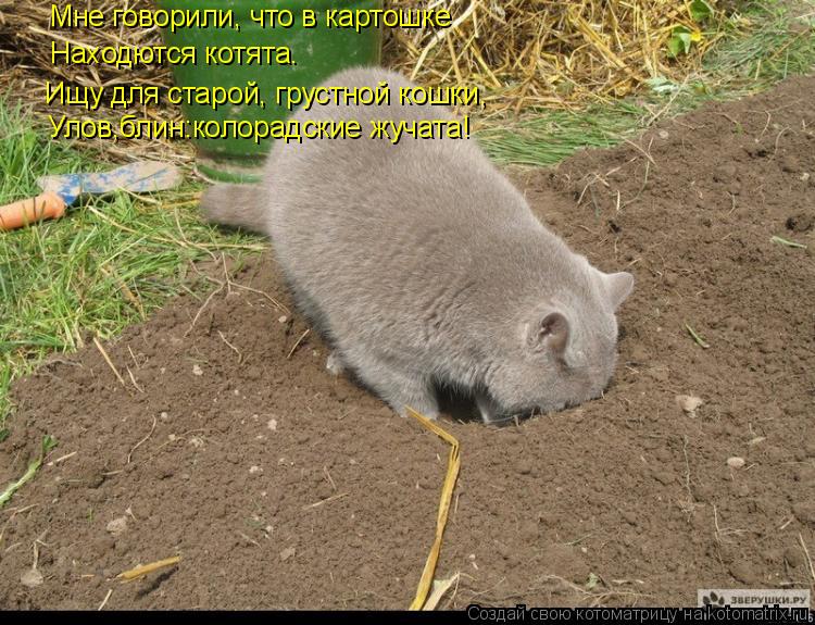 Котоматрица: Мне говорили, что в картошке Ищу для старой, грустной кошки, Находются котята. Улов,блин:колорадские жучата!