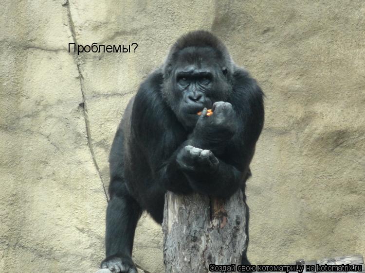 Котоматрица: Проблемы?