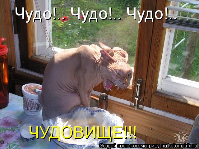 Котоматрица: Чудо!.. Чудо!.. Чудо!.. ЧУДОВИЩЕ!!!