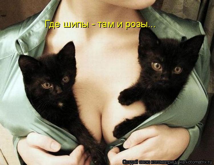 Где шипы - там и розы...... Котоматрица: Где шипы - там и розы...