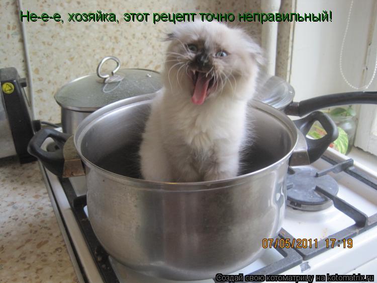Не-е-е, хозяйка, этот рецепт точно неправильный!... Котоматрица: Не-е-е, хозяйка, этот рецепт точно неправильный!