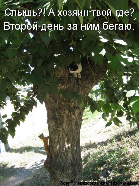 Слышь?! А хозяин твой где? Второй день за ним бегаю.... Котоматрица: Слышь?! А хозяин твой где? Второй день за ним бегаю.