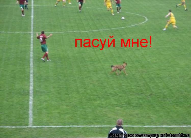 пасуй мне!... Котоматрица: пасуй мне!