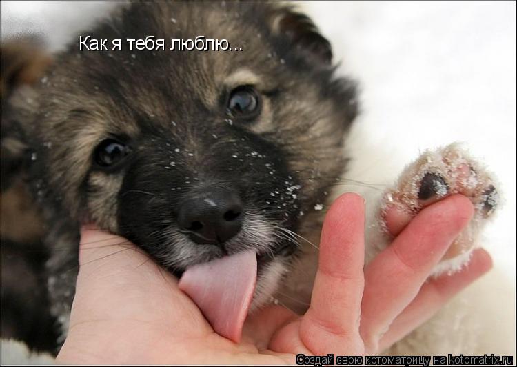 Как я тебя люблю...... Котоматрица: Как я тебя люблю...