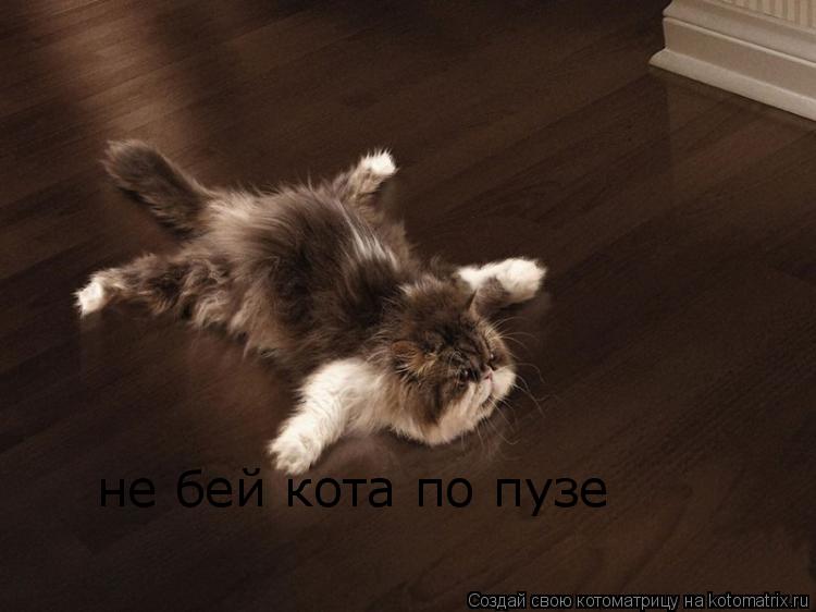 не бей кота по пузе... Котоматрица: не бей кота по пузе
