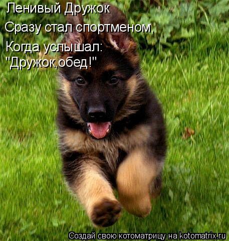 Сразу стал спортменом, Когда услышал: Ленивый Дружок "Дружок,обед!"... Котоматрица: Сразу стал спортменом, Когда услышал: Ленивый Дружок "Дружок,обед!"