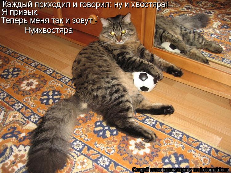 Каждый приходил и говорил: ну и хвостяра! Я привык. Теперь меня так и зовут - Нуихвостяра... Котоматрица: Каждый приходил и говорил: ну и хвостяра! Я привык. Теперь меня так и зовут - Нуихвостяра