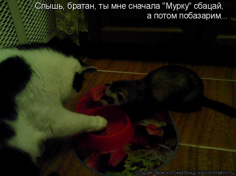 Слышь, братан, ты мне сначала "Мурку" сбацай , а потом побазарим...... Котоматрица: Слышь, братан, ты мне сначала "Мурку" сбацай , а потом побазарим...