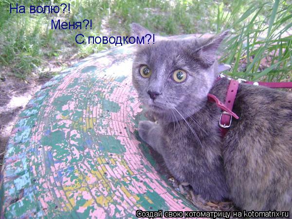 На волю?! Меня?! С поводком?!... Котоматрица: На волю?! Меня?! С поводком?!