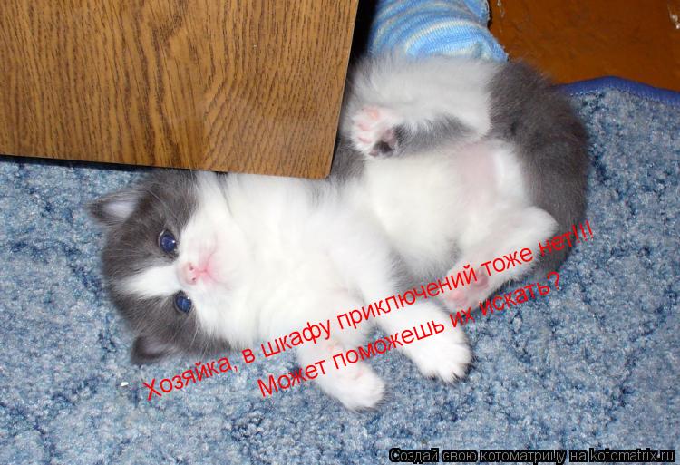 Хозяйка, в шкафу приключений тоже нет!!! Может поможешь их искать?... Котоматрица: Хозяйка, в шкафу приключений тоже нет!!! Может поможешь их искать?