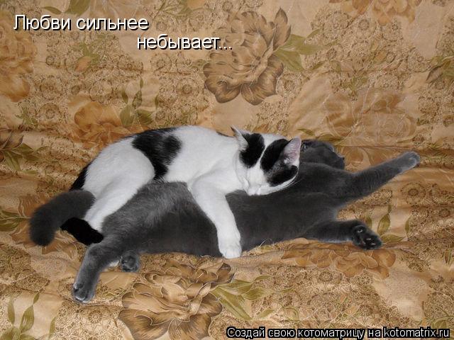 Любви сильнее небывает...... Котоматрица: Любви сильнее небывает...
