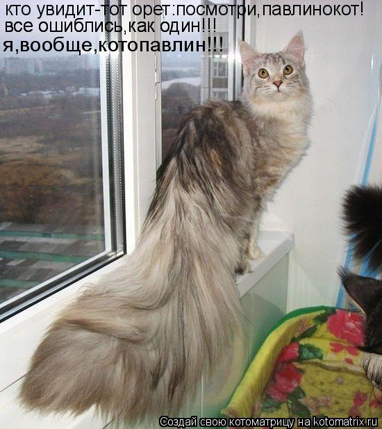 кто увидит-тот орет:посмотри,павлинокот! все ошиблись,как один!!! все ошиблись,как один!!! я,вообще,к... Котоматрица: кто увидит-тот орет:посмотри,павлинокот! все ошиблись,как один!!! все ошиблись,как один!!! я,вообще,котопавлин!!!