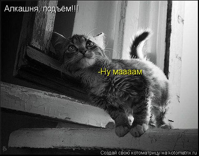 Алкашня, подъём!!! -Ну маааам... Котоматрица: Алкашня, подъём!!! -Ну маааам