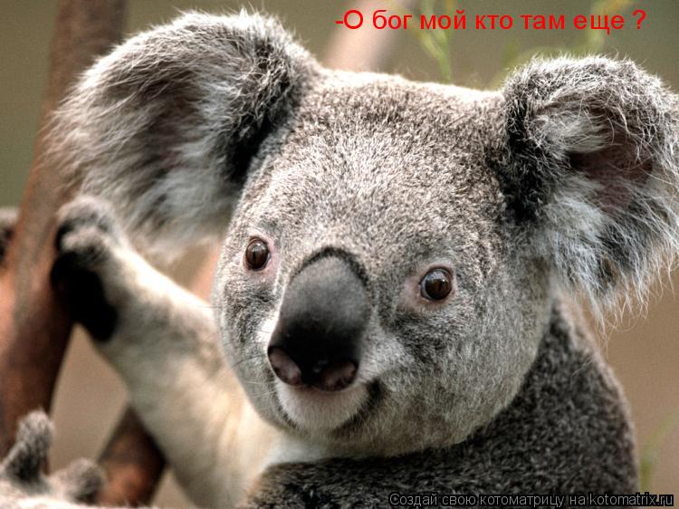 -О бог мой кто там еще ?... Котоматрица: -О бог мой кто там еще ?