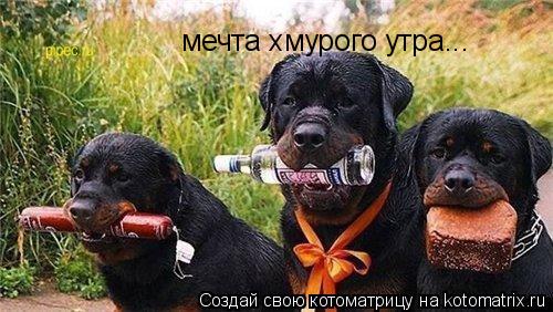мечта хмурого утра...... Котоматрица: мечта хмурого утра...