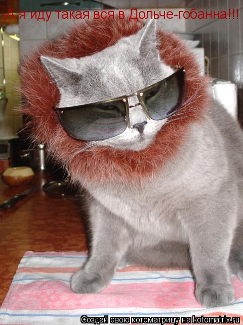-А я иду такая вся в Дольче-гобанна!!!... Котоматрица: -А я иду такая вся в Дольче-гобанна!!!
