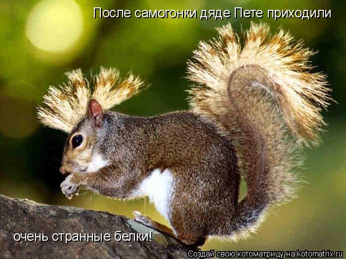 Котоматрица: После самогонки дяде Пете приходили  очень странные белки!