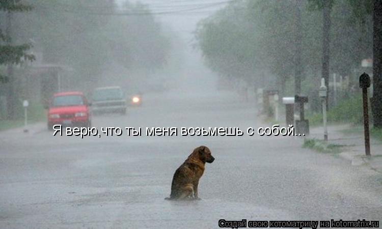 Я верю,что ты меня возьмешь с собой...... Котоматрица: Я верю,что ты меня возьмешь с собой...
