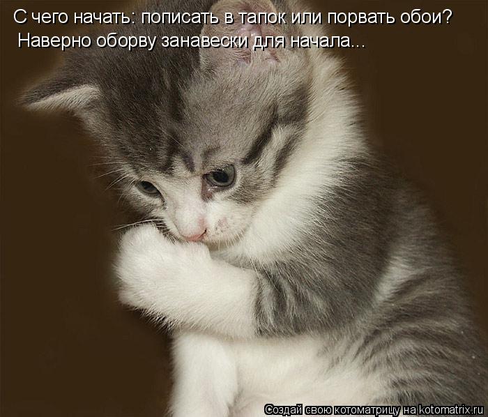 С чего начать: пописать в тапок или порвать обои? Наверно оборву занавески для начала...... Котоматрица: С чего начать: пописать в тапок или порвать обои? Наверно оборву занавески для начала...