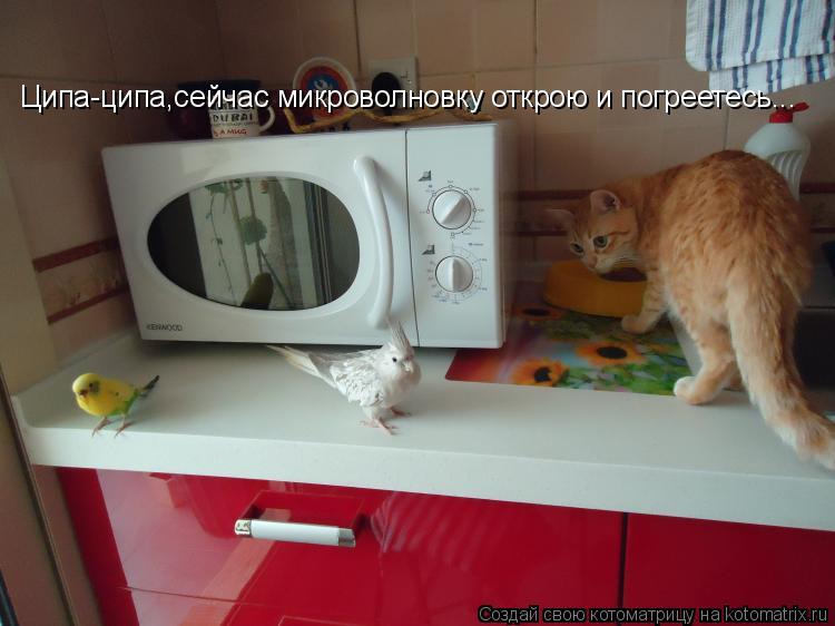 Ципа-ципа,сейчас микроволновку открою и погреетесь...... Котоматрица: Ципа-ципа,сейчас микроволновку открою и погреетесь...