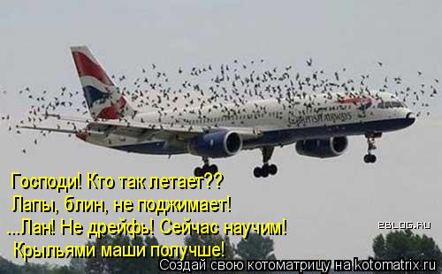 Господи! Кто так летает?? Лапы, блин, не поджимает! ...Лан! Не дрейфь! Сейчас научим! Крыльями маши п... Котоматрица: Господи! Кто так летает?? Лапы, блин, не поджимает! ...Лан! Не дрейфь! Сейчас научим! Крыльями маши получше!