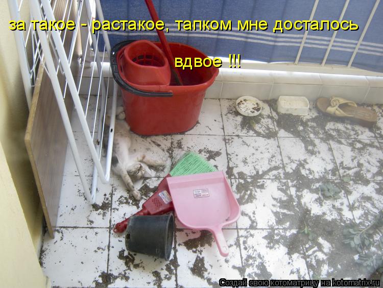 за такое - растакое, тапком мне досталось вдвое !!!... Котоматрица: за такое - растакое, тапком мне досталось вдвое !!!