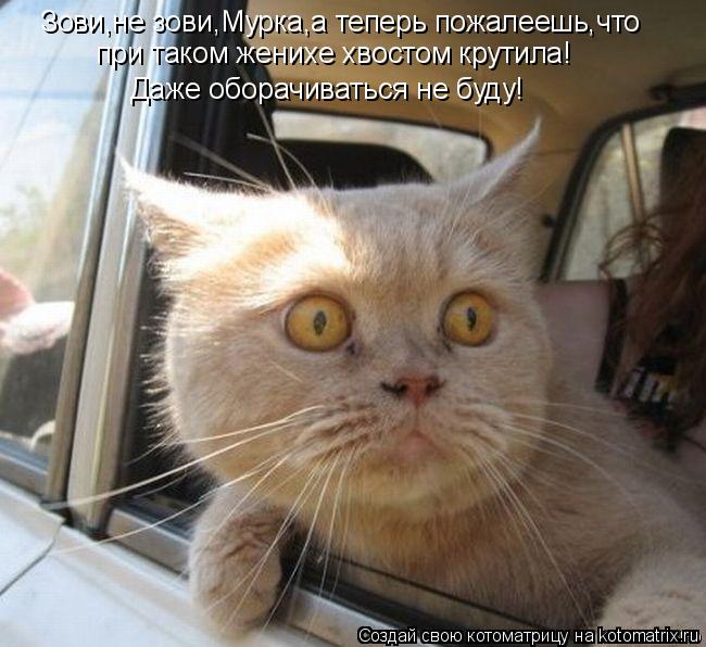 Зови,не зови,Мурка,а теперь пожалеешь,что при таком женихе хвостом крутила! Даже оборачиваться не буд... Котоматрица: Зови,не зови,Мурка,а теперь пожалеешь,что при таком женихе хвостом крутила! Даже оборачиваться не буду!