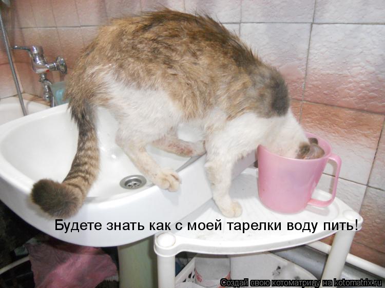 Будете знать как с моей тарелки воду пить!... Котоматрица: Будете знать как с моей тарелки воду пить!
