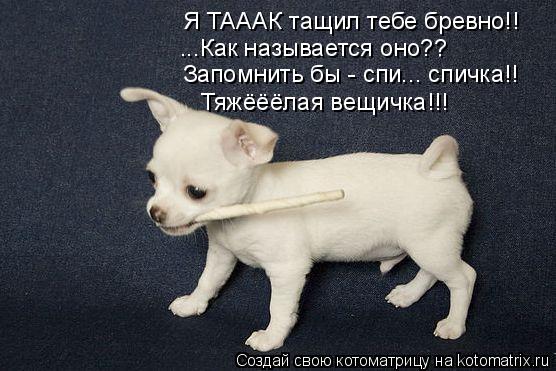 Я ТАААК тащил тебе бревно!! ...Как называется оно?? Запомнить бы - спи... спичка!! Тяжёёёлая вещичка!... Котоматрица: Я ТАААК тащил тебе бревно!! ...Как называется оно?? Запомнить бы - спи... спичка!! Тяжёёёлая вещичка!!!