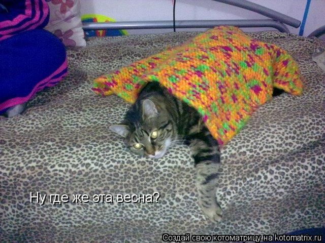 Ну где же эта весна?... Котоматрица: Ну где же эта весна?