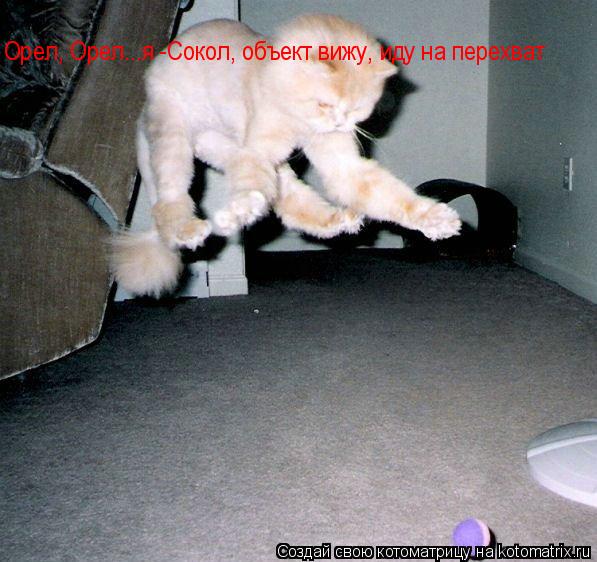 Орел, Орел...я -Сокол, объект вижу, иду на перехват... Котоматрица: Орел, Орел...я -Сокол, объект вижу, иду на перехват